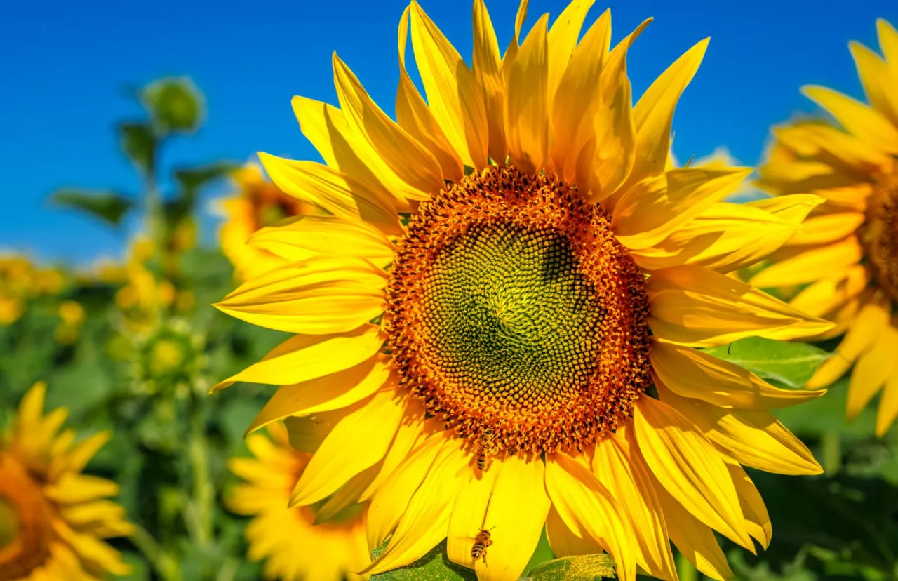 Ukrainian factories have halted sunflower seed purchases: what caused this