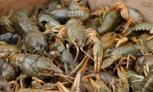 Украина и ЕС подписали 5 договоров на десятки миллионов евро