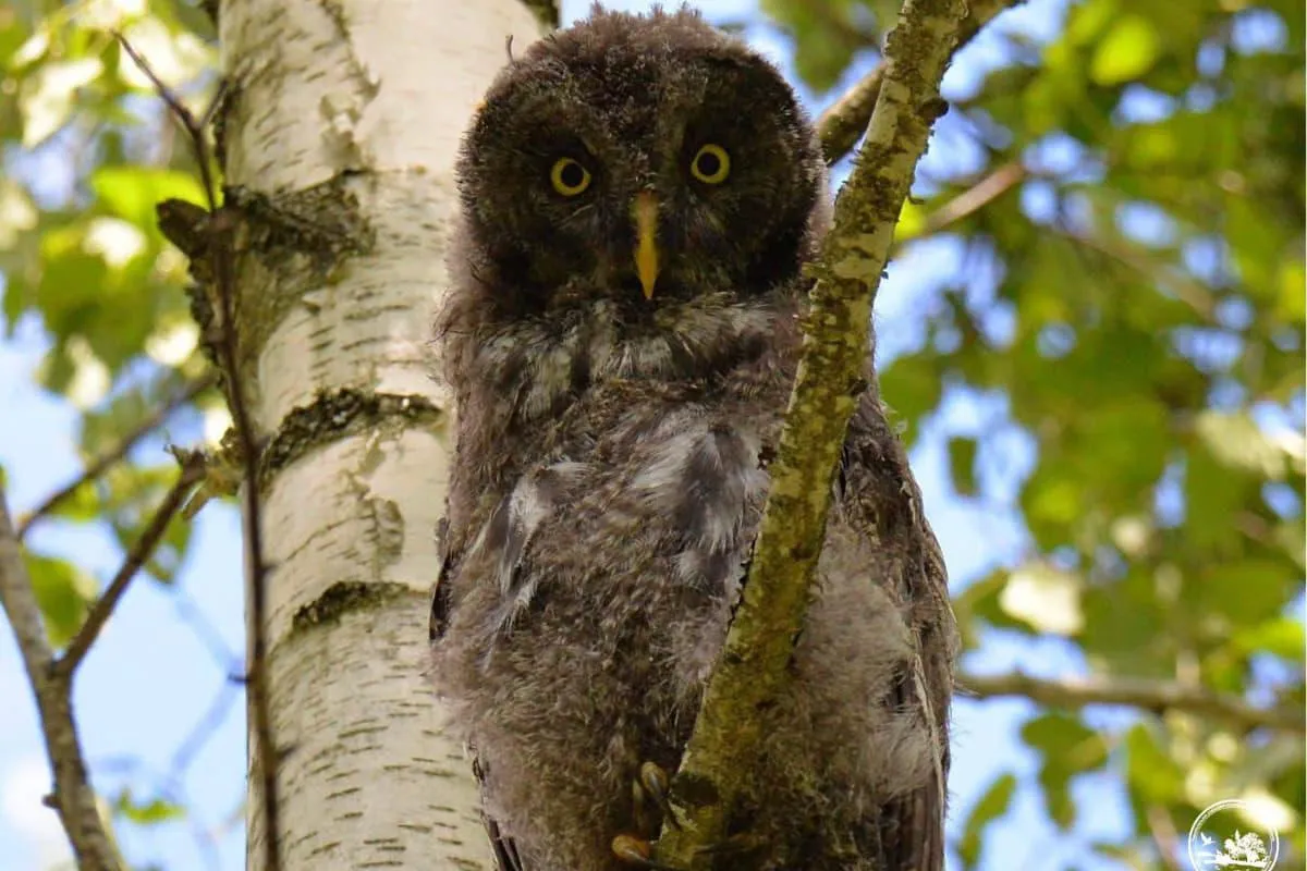 A rare bearded owl was spotted near Chernobyl
