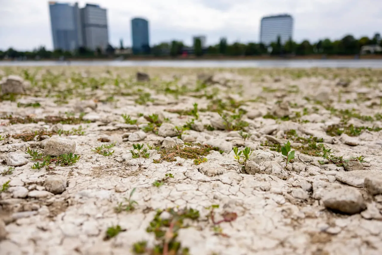 France is projected to suffer up to €15 billion in losses due to the drought