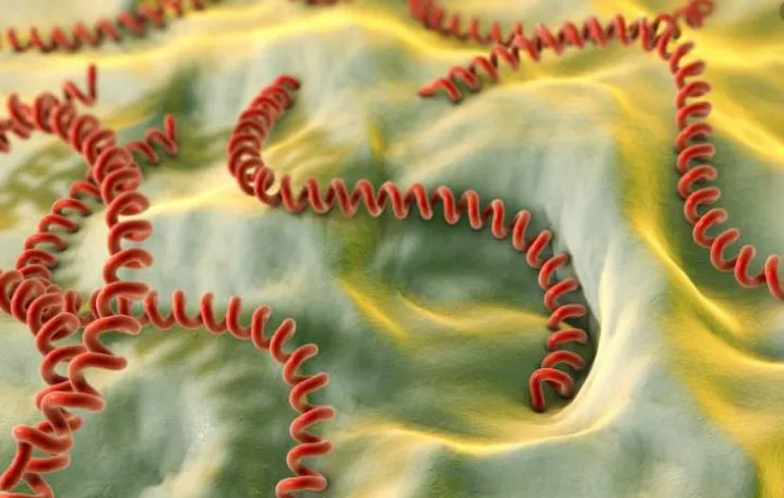 In Transcarpathia, 11 cases of leptospirosis were detected over a seven-month period
