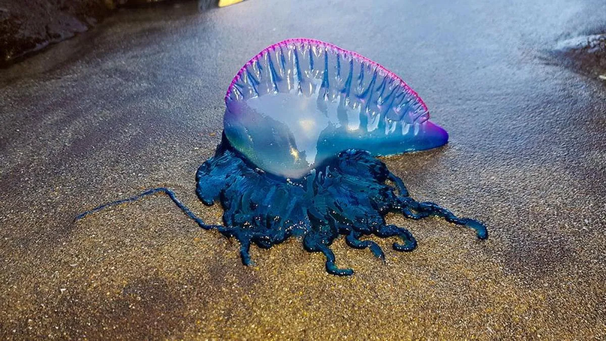 Video: Poisonous physalia have swarmed the beaches of France and Spain