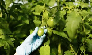На греческом острове из-за пожаров эвакуируют два села