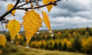 Доллар и евро дешевеют: курс НБУ на 1 сентября