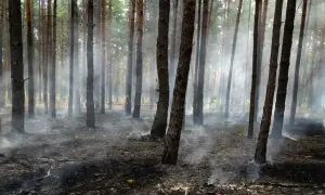 На Закарпатье судье вынесли приговор за взяточничество