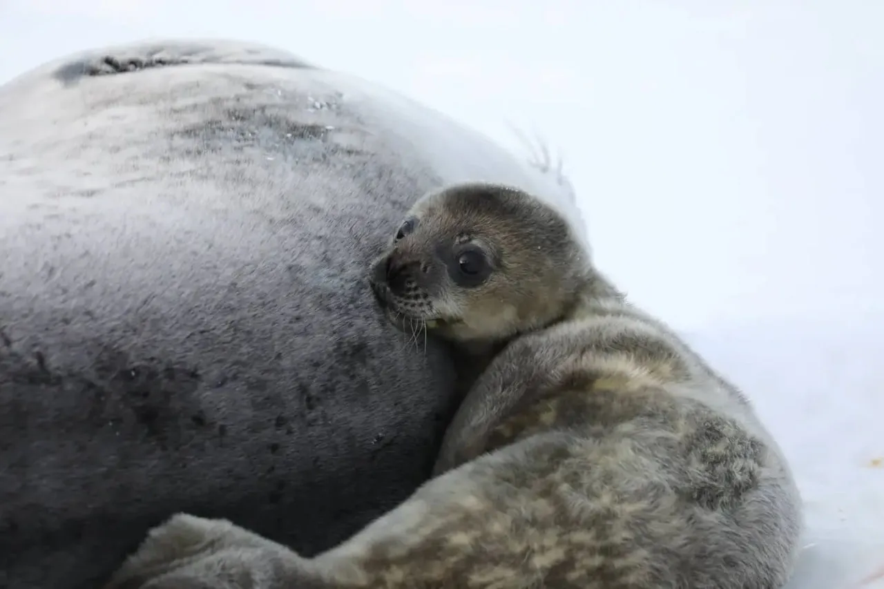 The first Weddell seal pup of the season was born near Vernadsky Station