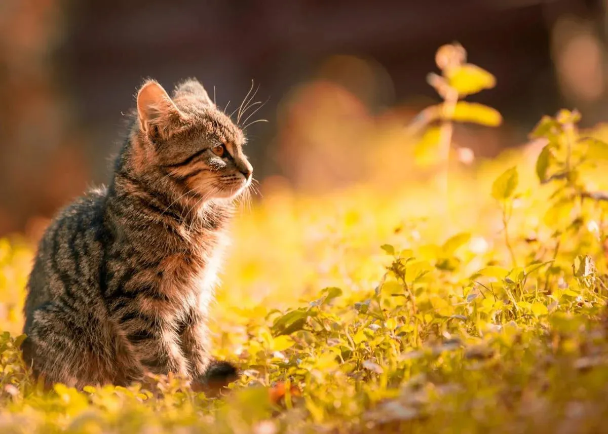 Indian summer is coming to Ukraine; meteorologists have offered a reassuring forecast