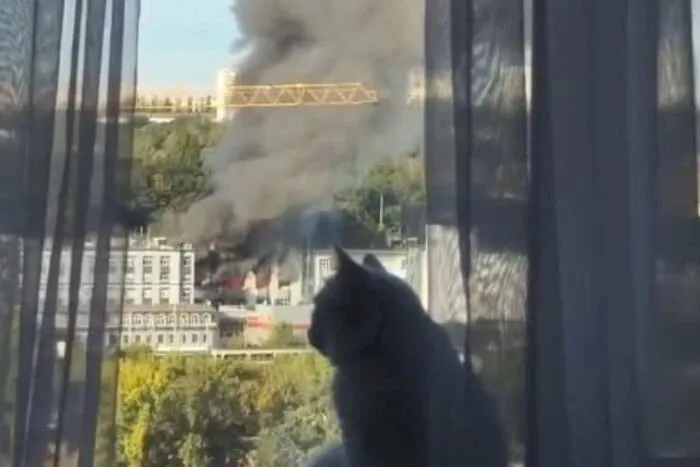 Видео: Кот на фоне горящей Академии наук в Киеве тронул пользователей сети