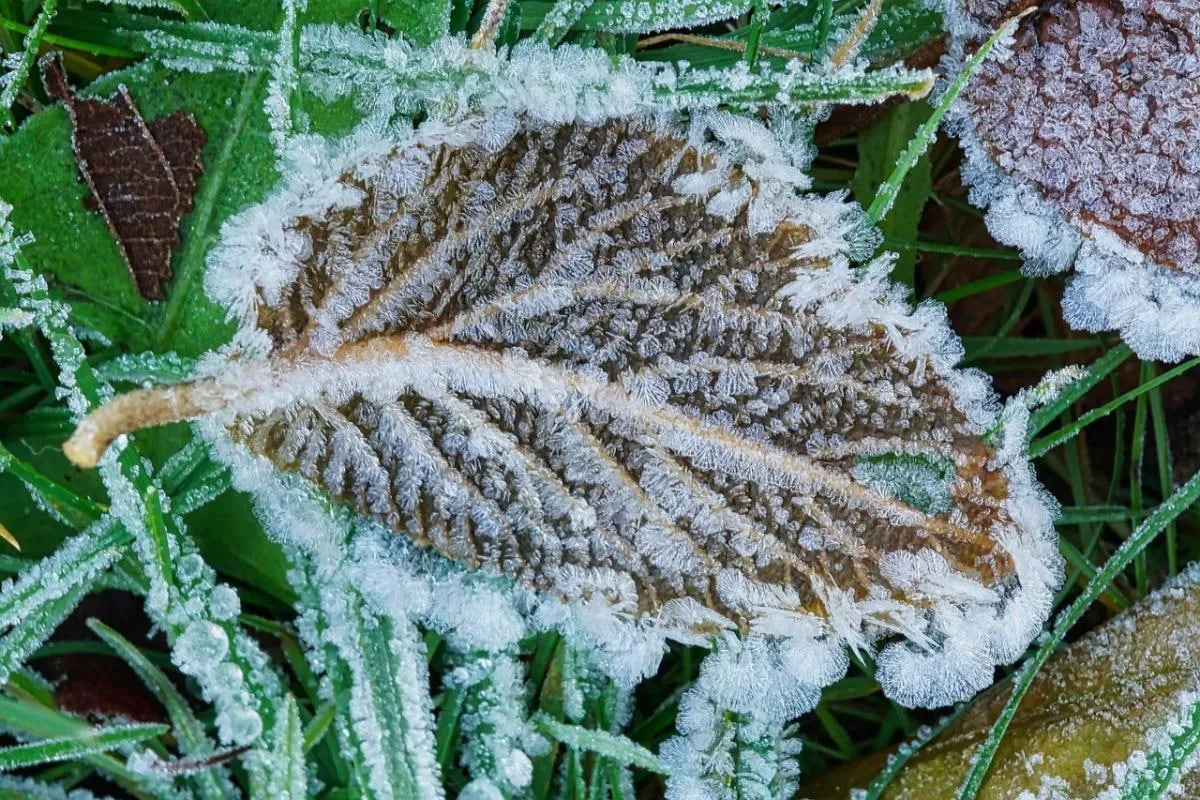Weather forecasters have warned Ukrainians about the dangers of the first autumn frosts