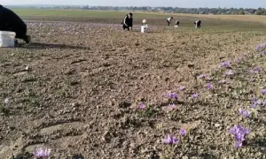 Окупанти не здатні забезпечити весь Крим прісною водою