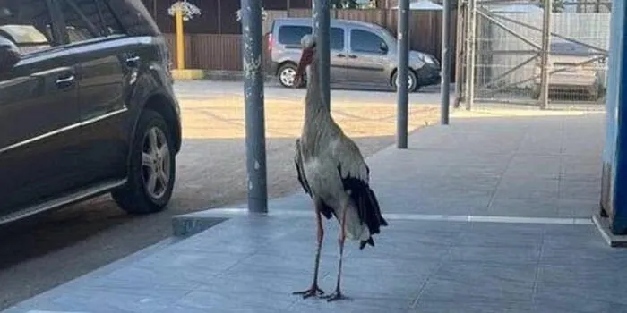 Photo: Ostap the Stork Has Become a Favorite Among Passengers at the Bus Station in Khmelnytskyi Oblast