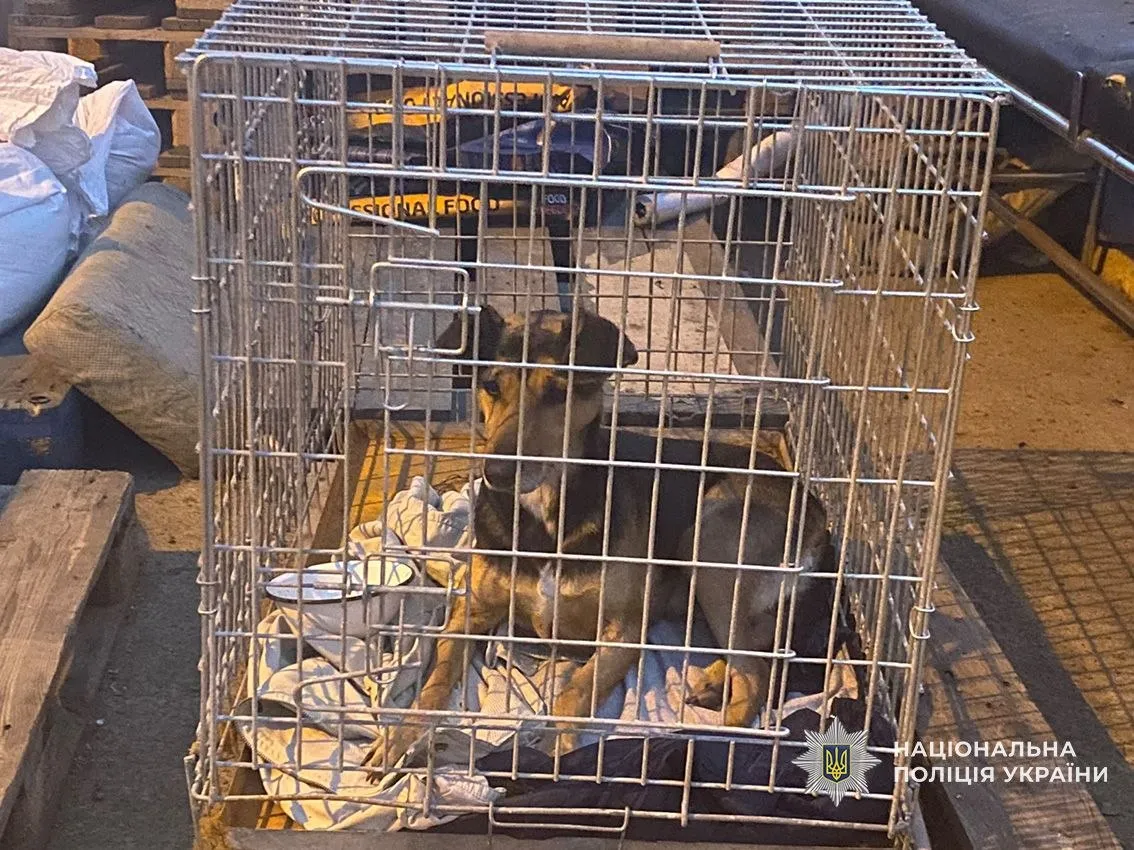 In Chernihiv, a Russian drone struck an animal shelter, killing a dog