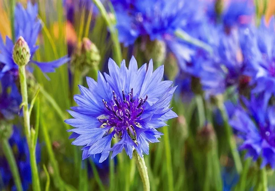 July 4 Holiday: Today, Ukraine Celebrates Cornflower Day