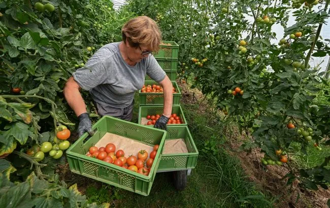 Turkey remains the main supplier of tomatoes to Ukraine