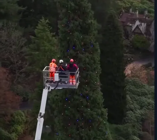 У Британії засяяла найбільша різдвяна ялинка у світі - відео