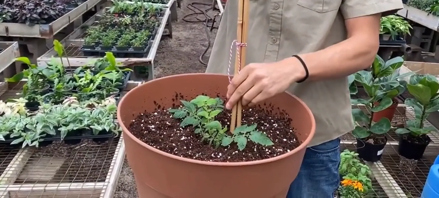 У Китаї вчені вивели помідори з ароматом попкорну