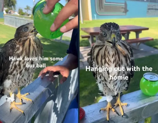 У США чоловіка заарештували за те, що він напоїв яструба алкоголем