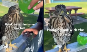 Макрон дипломатично вказав Лукашенку на двері