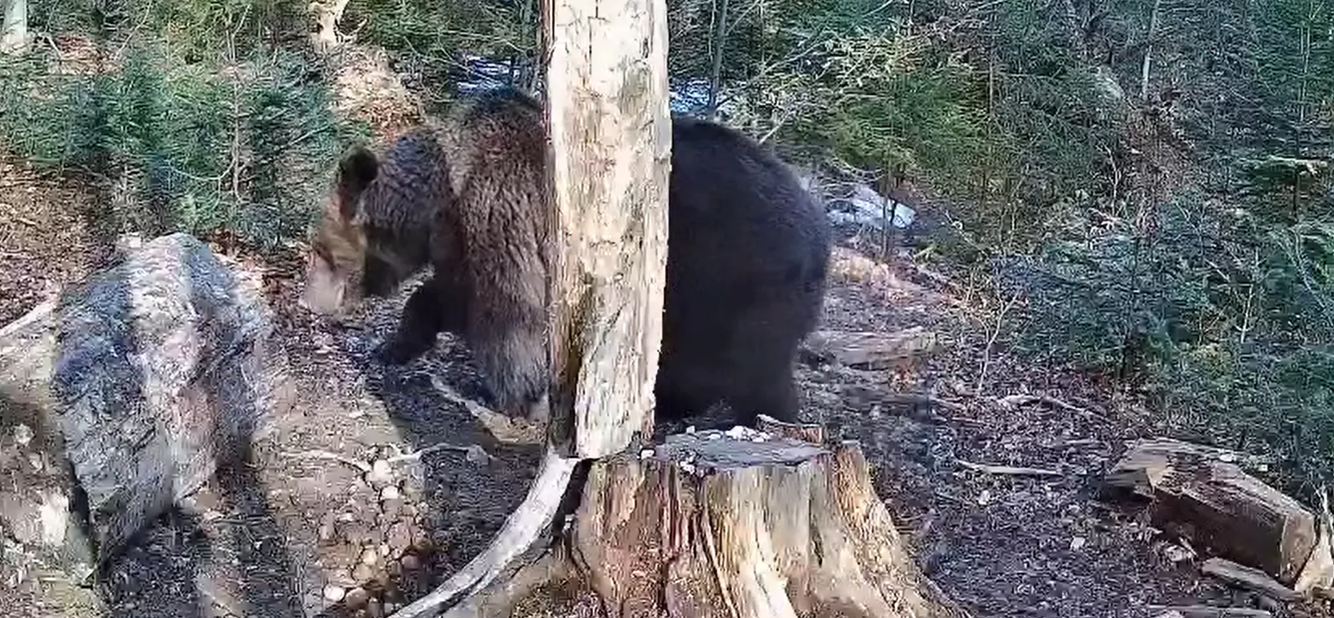 У Карпатах фотопастки зафіксували бурого ведмедя
