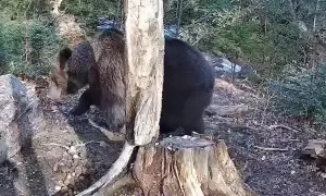 На польському кордоні затримали нардепа, який намагався втекти «на переговори» до Лукашенка