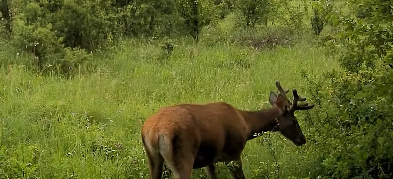 Video: Border Guards Share Rare Footage of Wild Animals in the Carpathians