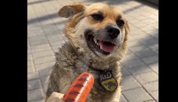Zhulia, a dog who had become a symbol of a local gas station, died in the Kyiv region