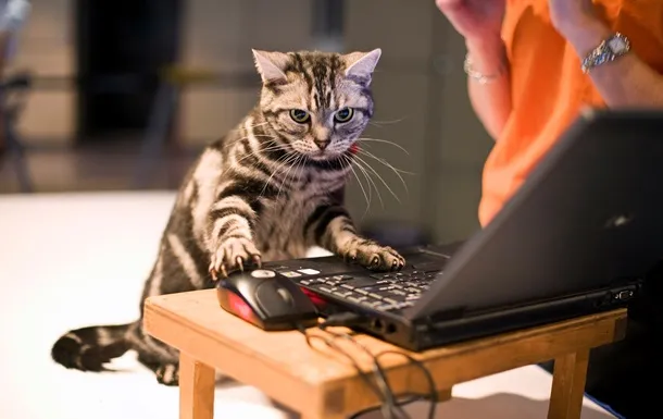 Кабмін пропонує встановити 7 січня в Україні День програміста