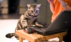 Кабмін пропонує встановити 7 січня в Україні День програміста