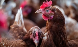 Сенат США схвалив законопроект про підтримку економіки у надзвичайній ситуації 