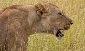 Підраховано, у скільки обійшлися бюджету закордонні польоти Зеленського
