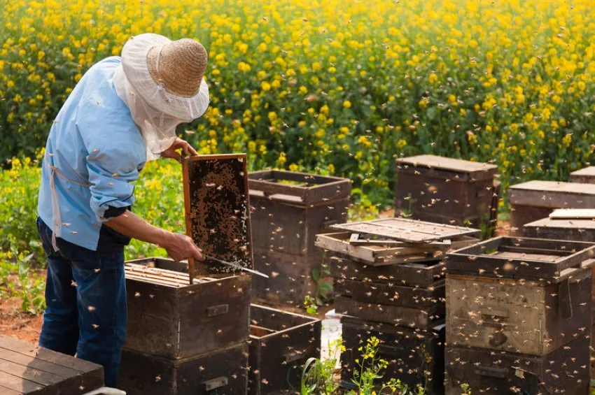 Пасічників зобов'язали оновити дані в держреєстрі до 15 травня