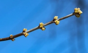Прикордонники заборонили в'їзд в Україну російській акторці дубляжу