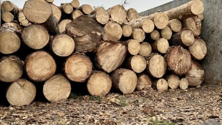 На Сумщині комунальні лісгоспи продавали деревину підприємствам голови облради вдвічі дешевше