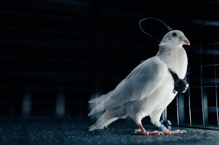 Росіяни перетворюють поштових голубів на біологічну зброю