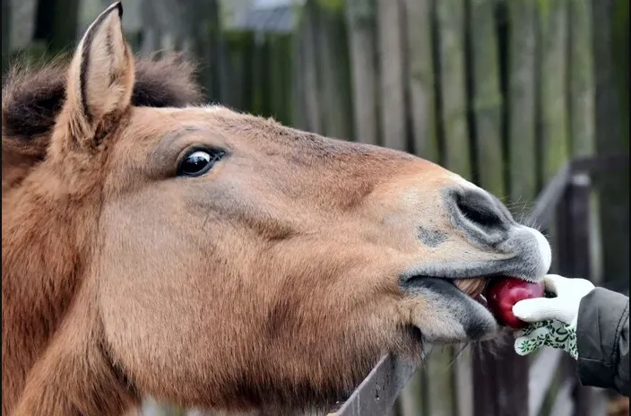 У столичному зоопарку 6-7 грудня на Миколая пройдуть яблучні частування: розклад
