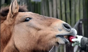У Києві мати школяра оштрафували за булінг