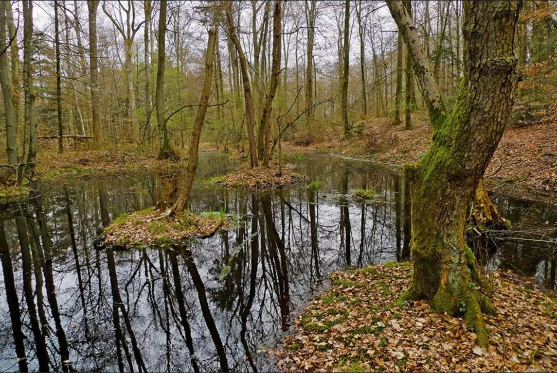 У болоті Швейцарії знайдено кельтські золоті монети віком понад 2000 років