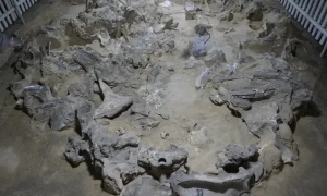 Штайнмаєр у різдвяній промові згадав війну в Україні та закликав Європу діяти разом, — Welt