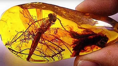 Талісманом людини, народженої 11 листопада, є бурштин