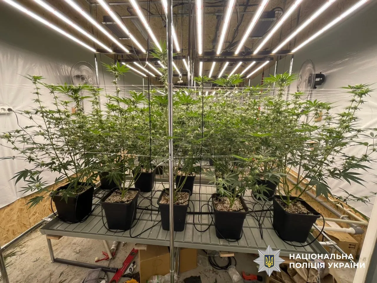 У Дніпрі поліцейські викрили масштабну нарколабораторію з 220 кущами конопель