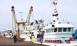 В Австралії відкрили новий вид орлів, які існували понад 20 млн років тому. Це одні з найстаріших орлиноподібних у світі