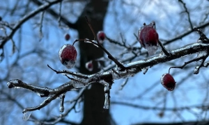 Головред «Страна.ua» Гужва попросив політичного притулку в Австрії