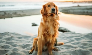 Німеччина видала Україні жінку, що торгувала дітьми