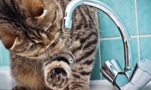 «Київводоканал» назвав фейком інформацію про холеру в столичному водогоні