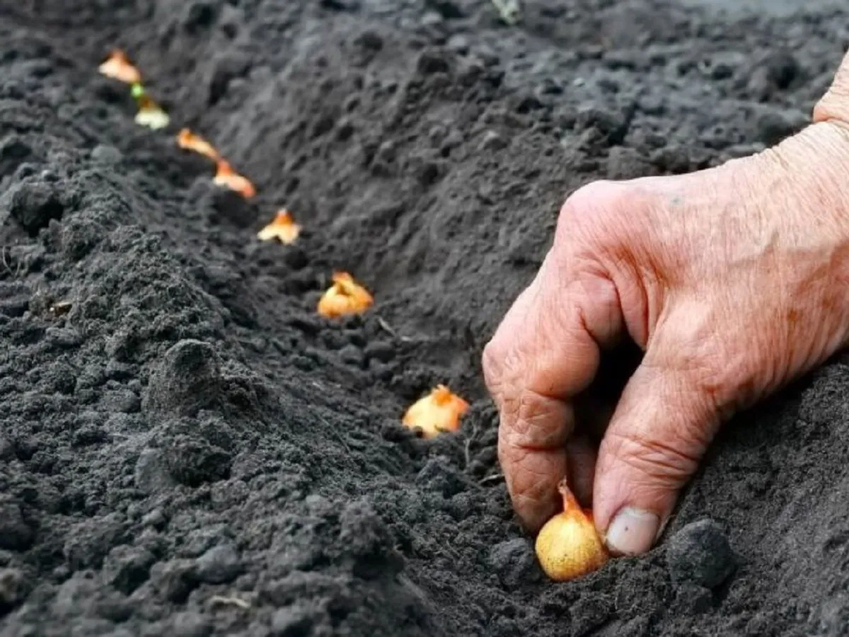 Посевной календарь на 6–12 апреля: какие дни наиболее благоприятны для огородников