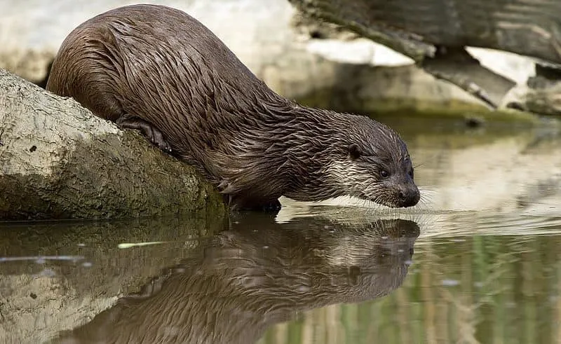 На Одещині в нацпарку "Тузлівські лимани" зафіксували рідкісну видру