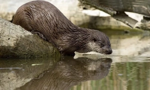 На Київщині судитимуть підозрюваних у розкраданні на будівництві дитсадка