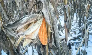 Agricultural losses from Champi in Taiwan reach NT$221.63 million — Taipei Times
