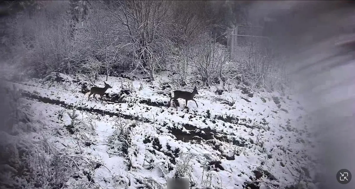 В українські Карпати прийшла зима – фото