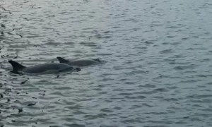 Таїланд оголосив воєнний стан через обстріли з Камбоджі